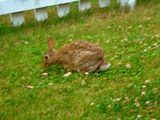 DSCN8564.jpg image by rumpuscat55